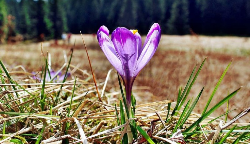 Hotel CROCUS **** Vysoké Tatry